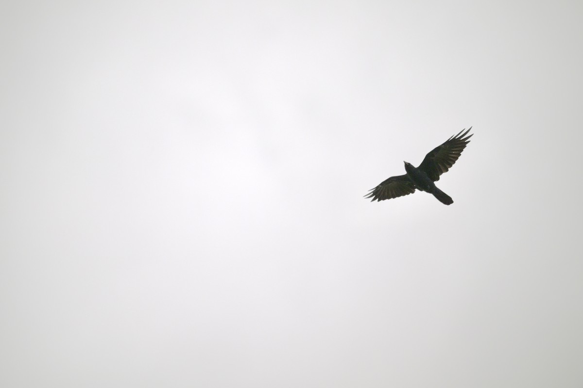 Fish Crow - ML643110884