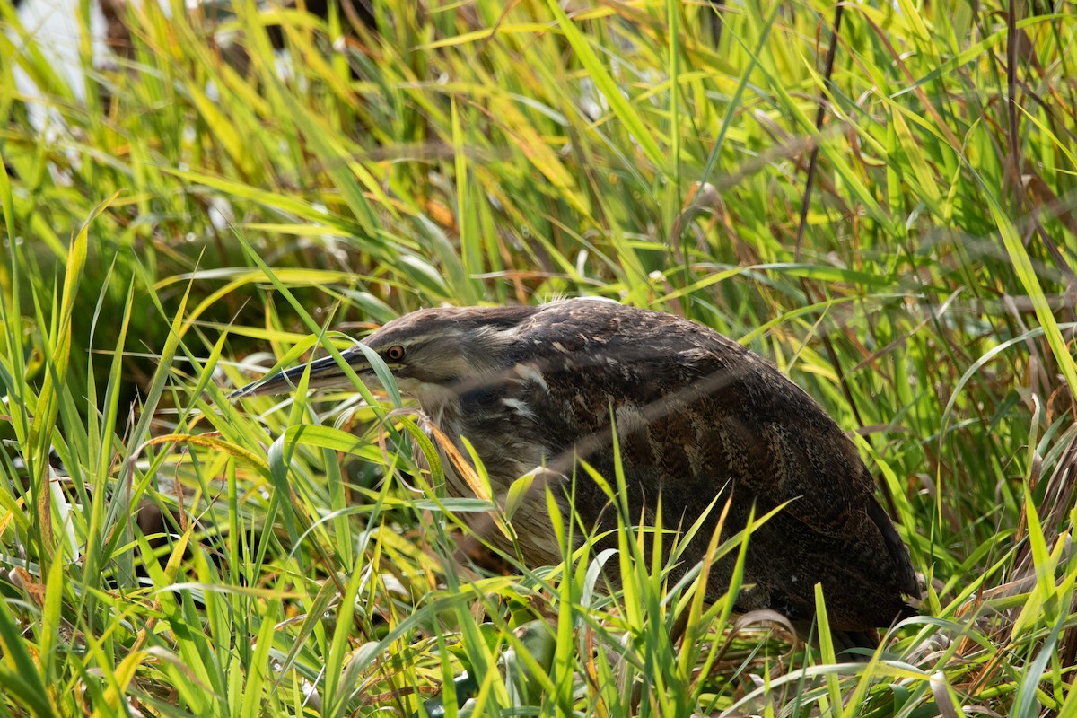 American Bittern - ML643110887
