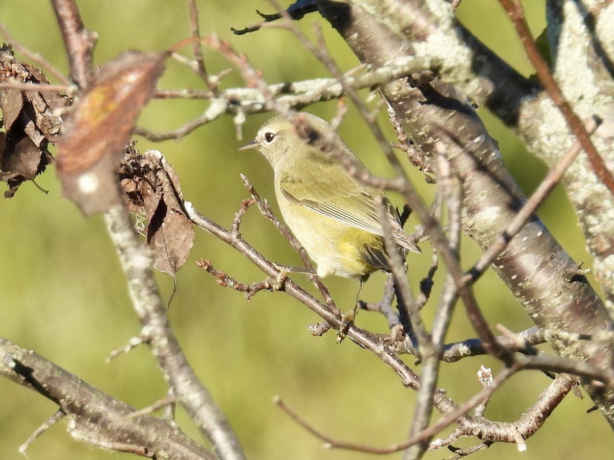 Orange-crowned Warbler - ML643110889