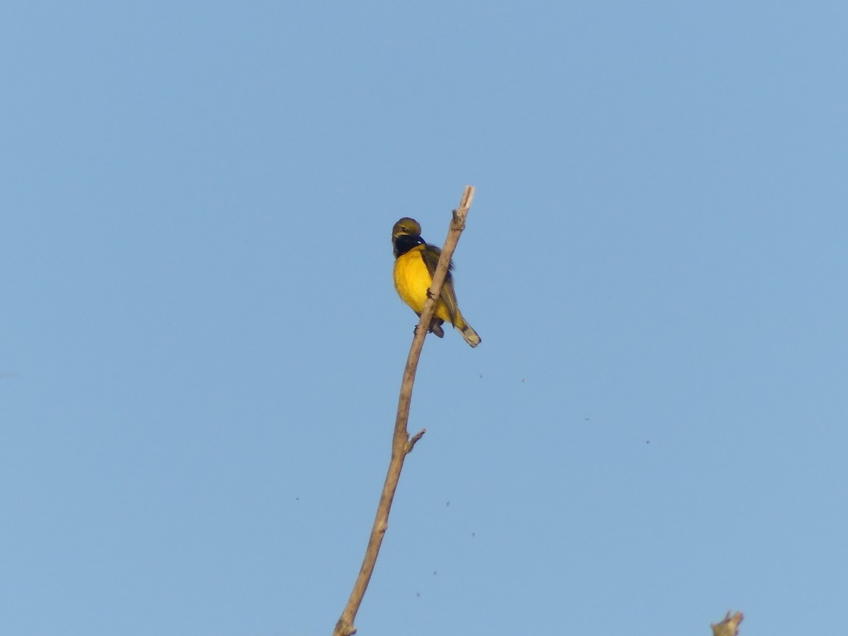 Suimanga de Sahul - ML643110892