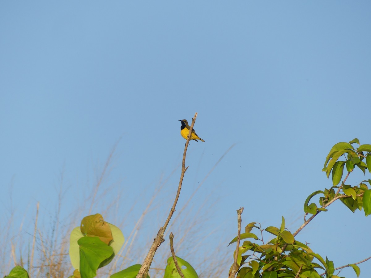 Suimanga de Sahul - ML643110896