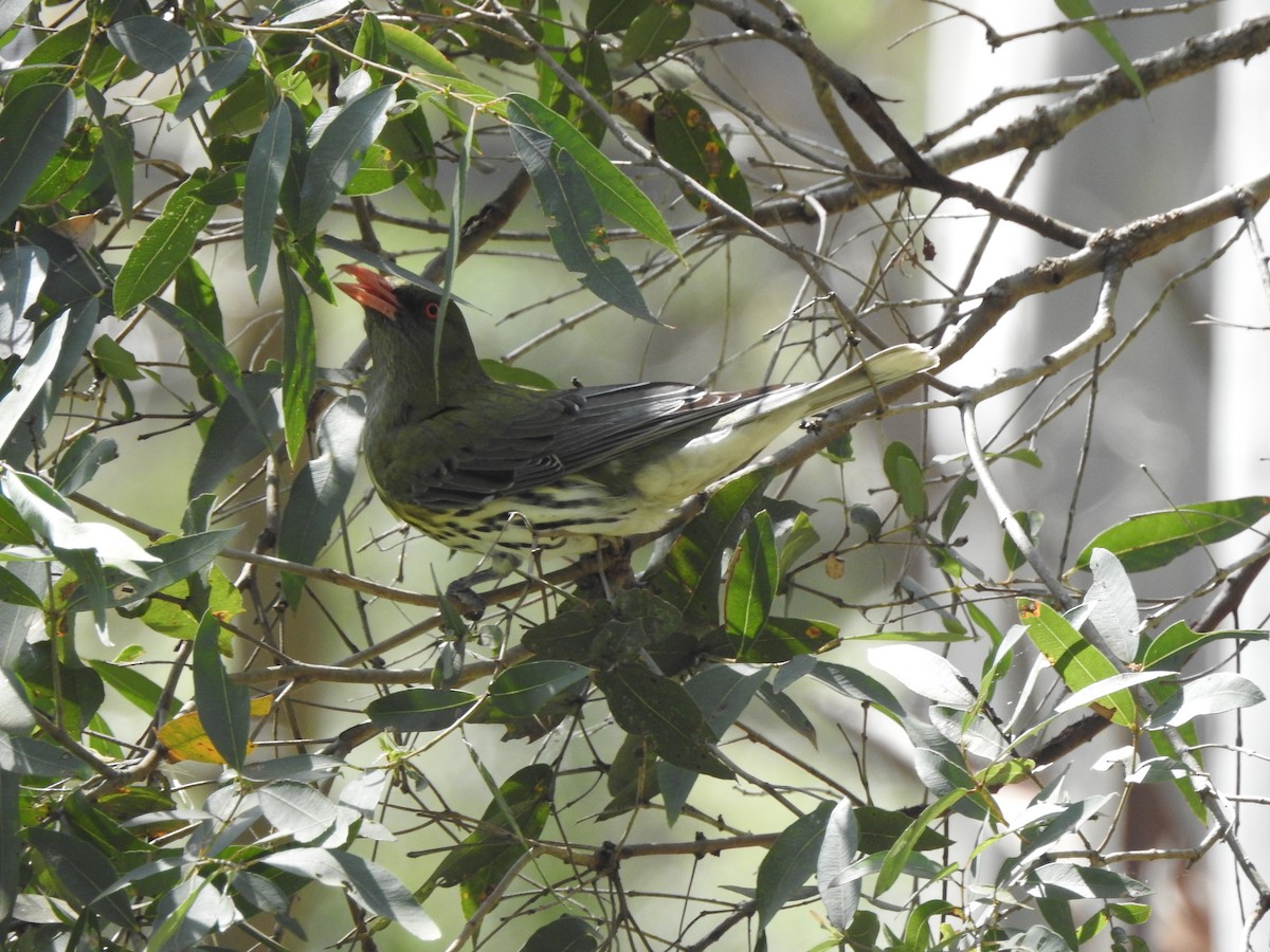 Olive-backed Oriole - ML643110922
