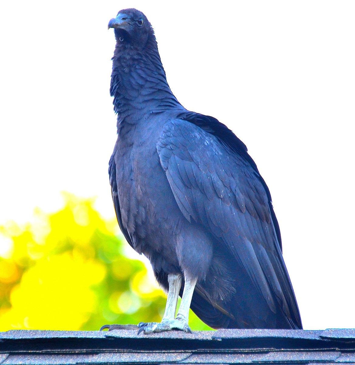 kondor havranovitý - ML643110968