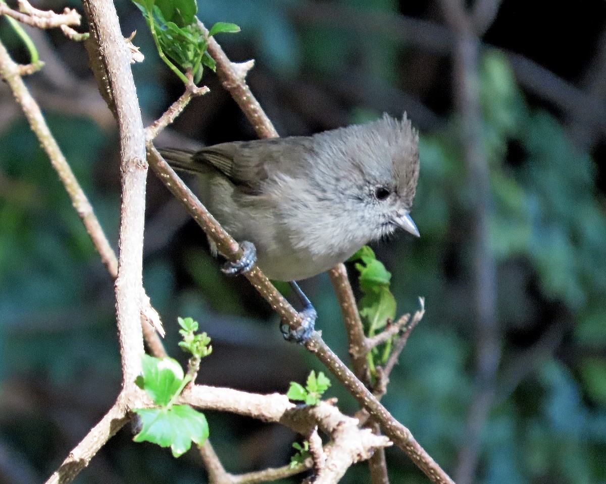 Oak Titmouse - ML643110997
