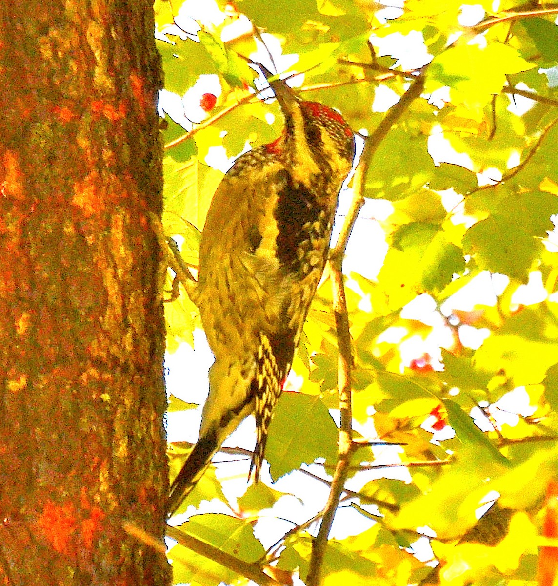 datel rudohrdlý - ML643111039