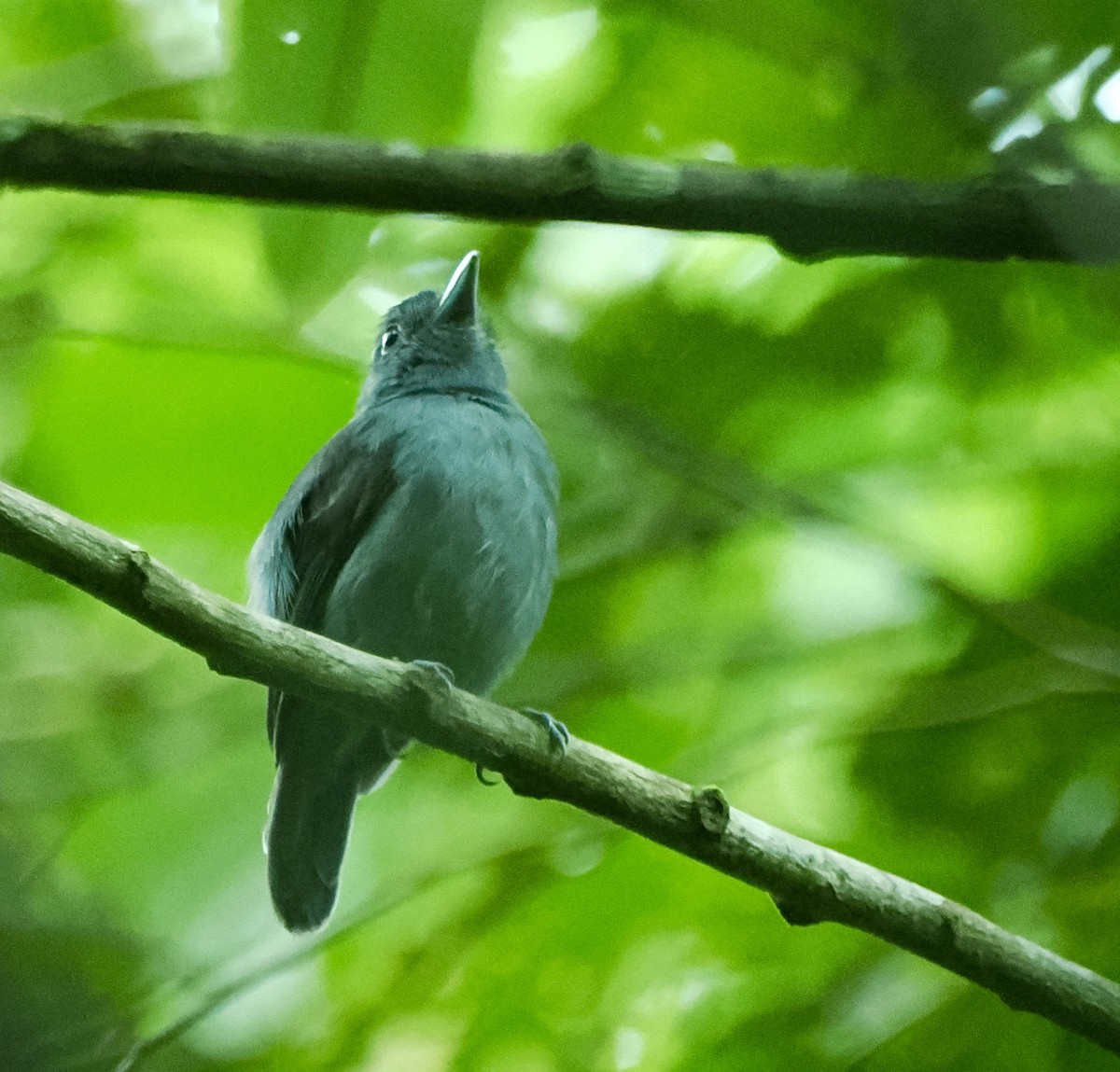 Plain-winged Antshrike - ML643111053
