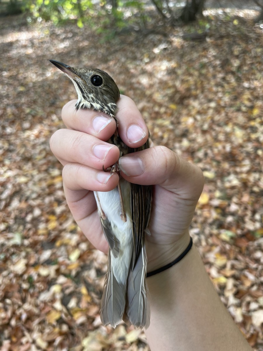 Gray-cheeked/Bicknell's Thrush - ML643111080