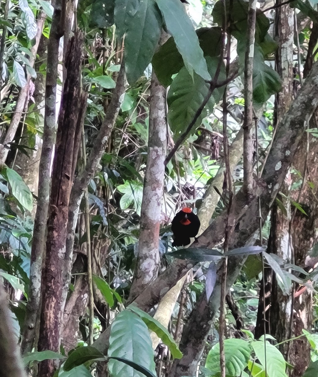 Puerto Rican Bullfinch - ML643111168