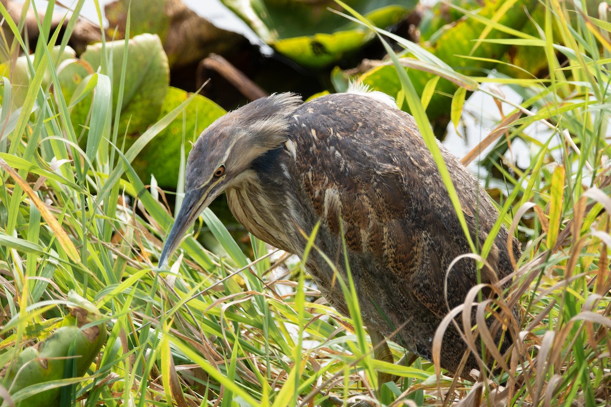 American Bittern - ML643111182