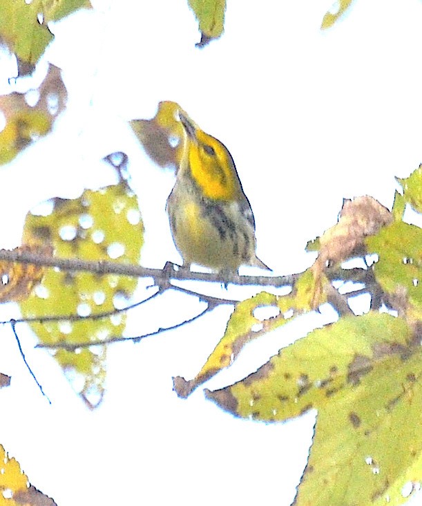 lesňáček proužkoboký - ML643111188