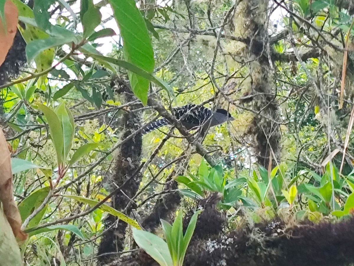 Giant Antshrike - ML643111265