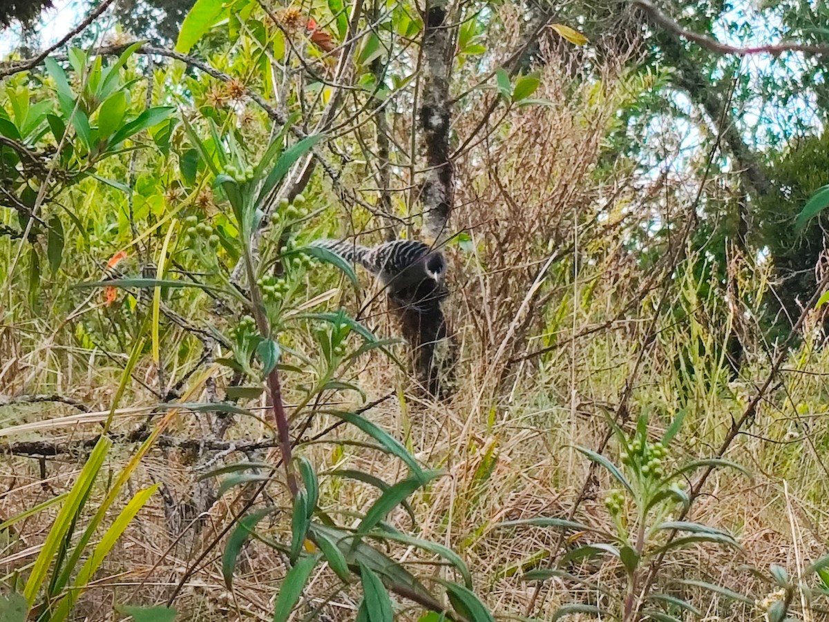 Giant Antshrike - ML643111266
