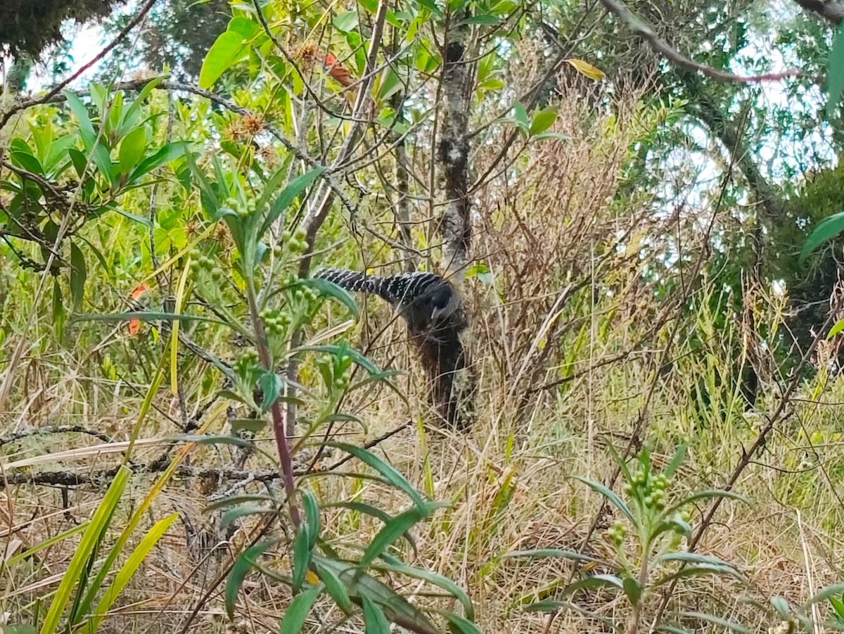 Giant Antshrike - ML643111267