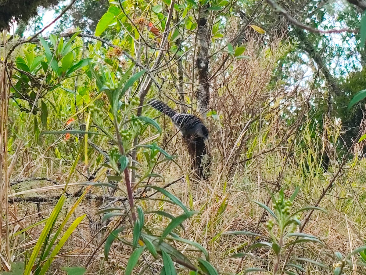 Giant Antshrike - ML643111269
