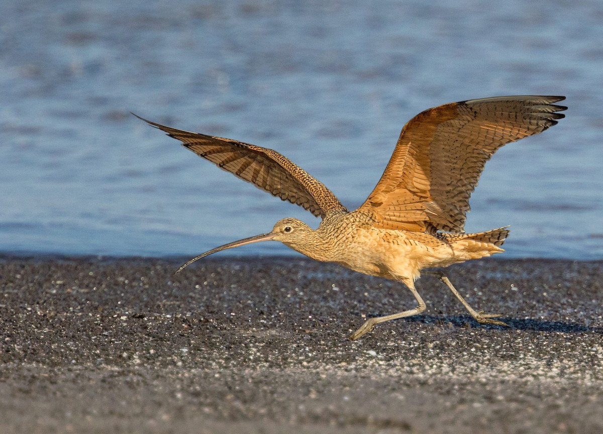 Long-billed Curlew - ML643111333