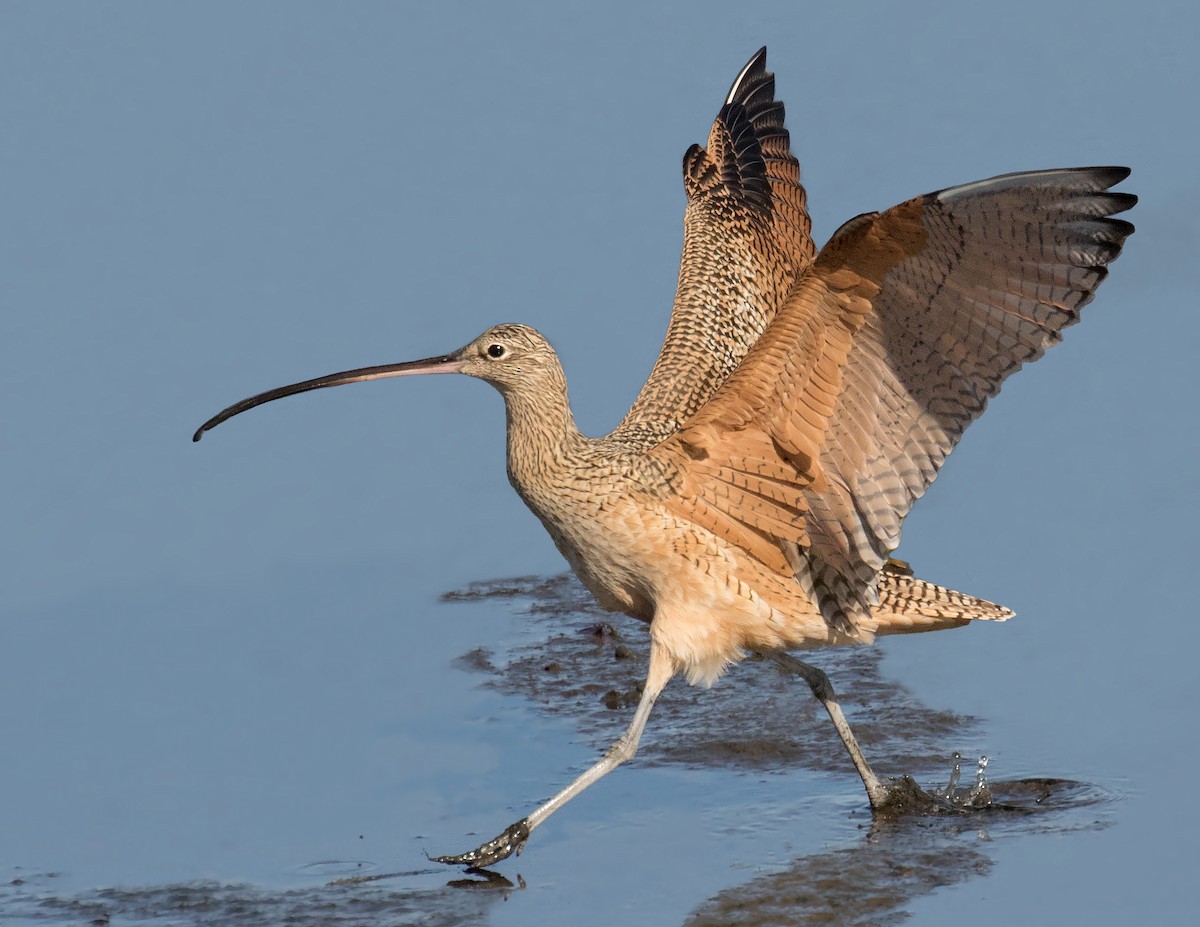 Long-billed Curlew - ML643111334