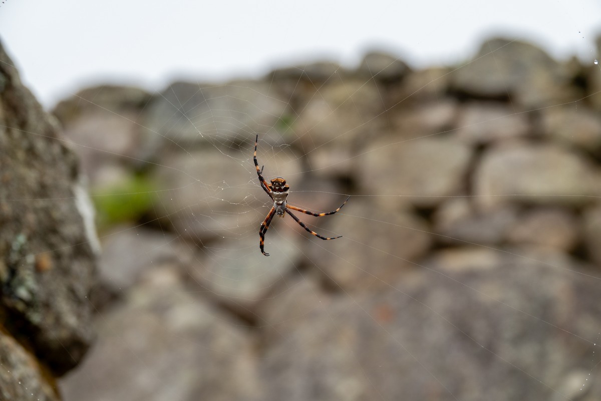 Silver Garden Spider - ML643111356