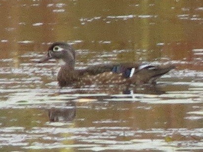 Wood Duck - ML643111374