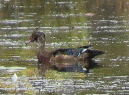 Wood Duck - ML643111375