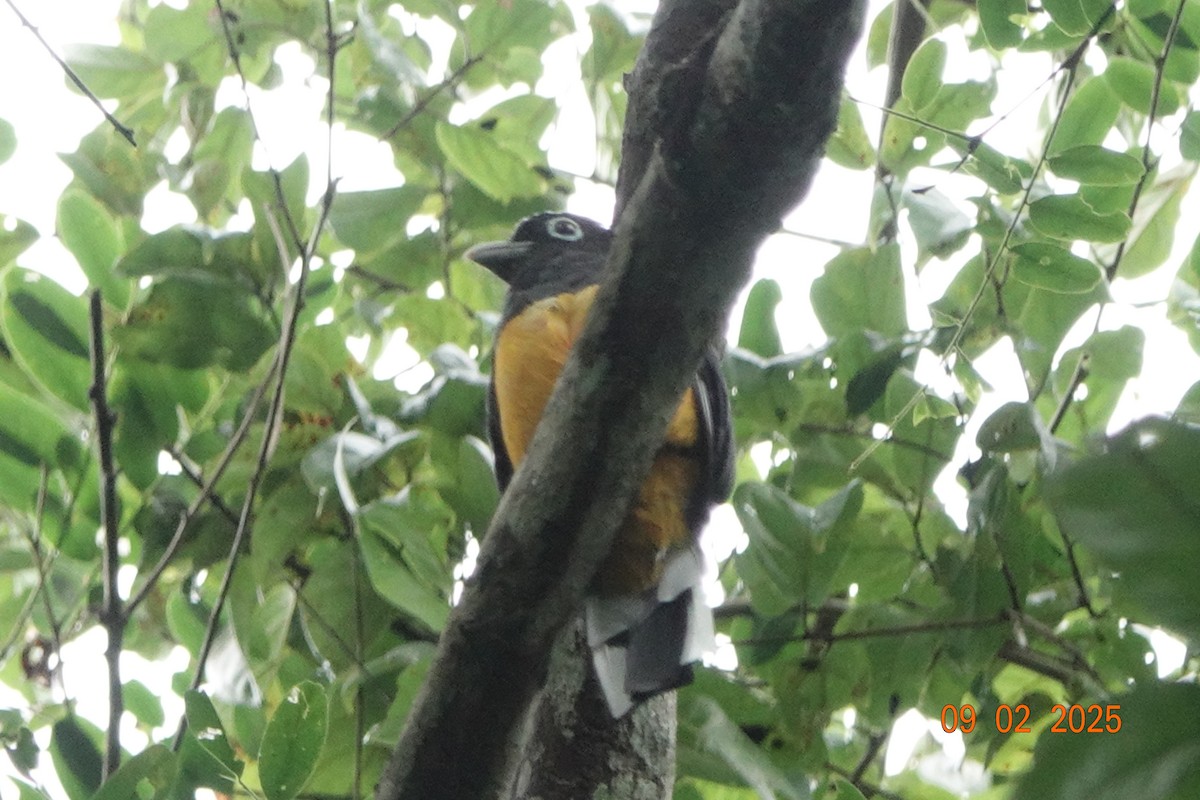 White-tailed Trogon - ML643111388