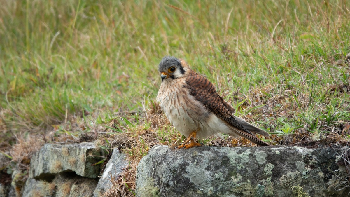 American Kestrel - ML643111398