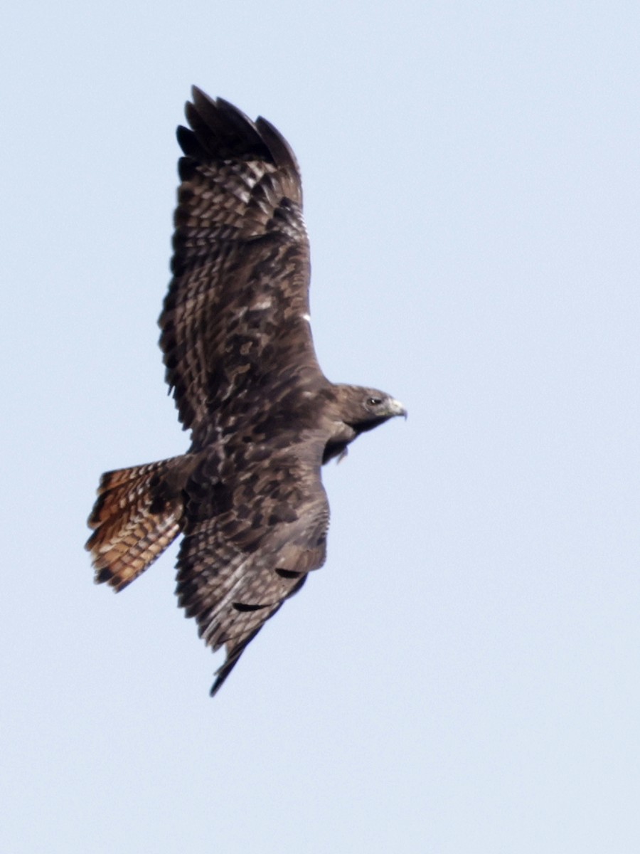Red-tailed Hawk (calurus/alascensis) - ML643111415
