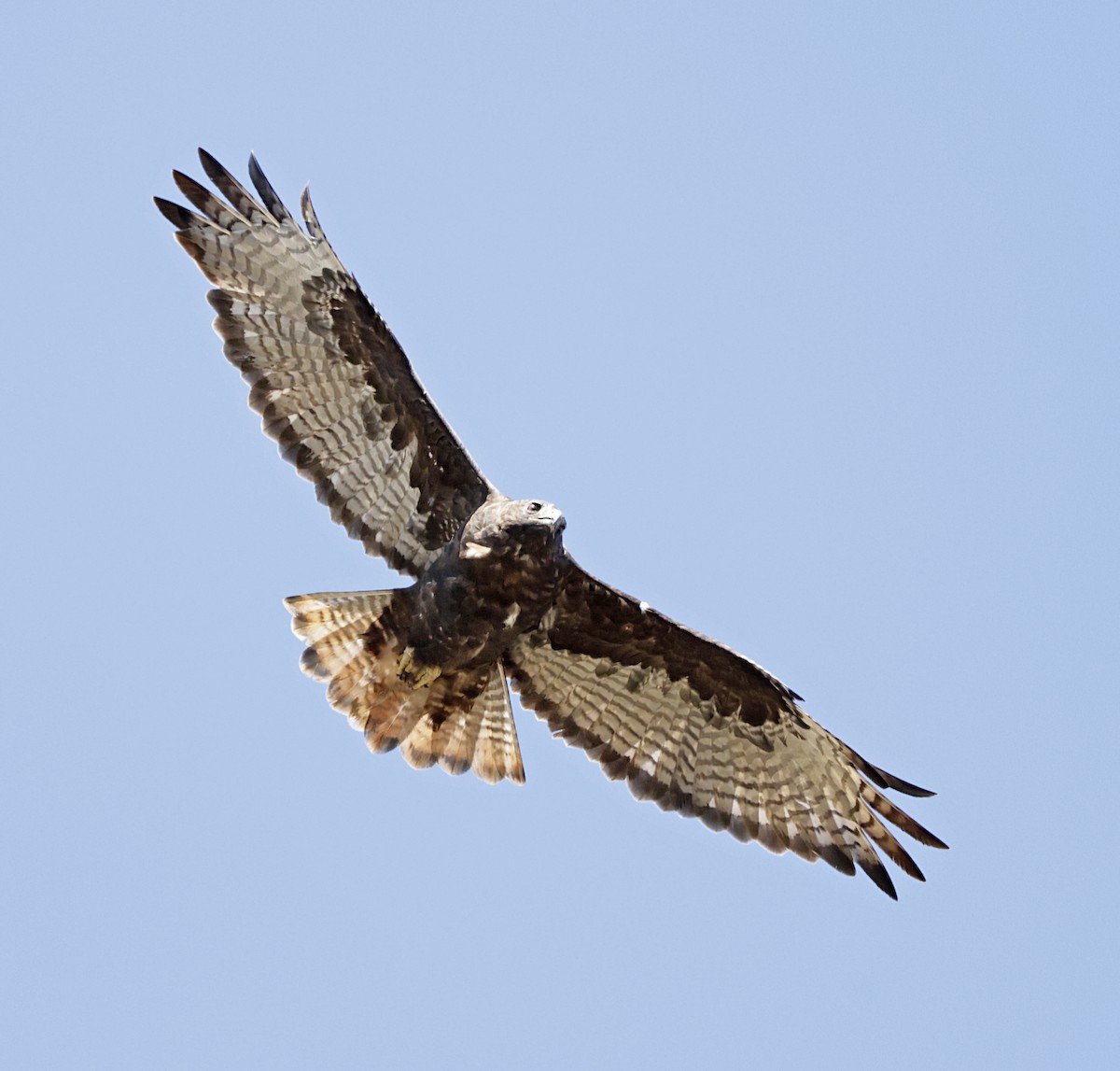 Red-tailed Hawk (calurus/alascensis) - ML643111416