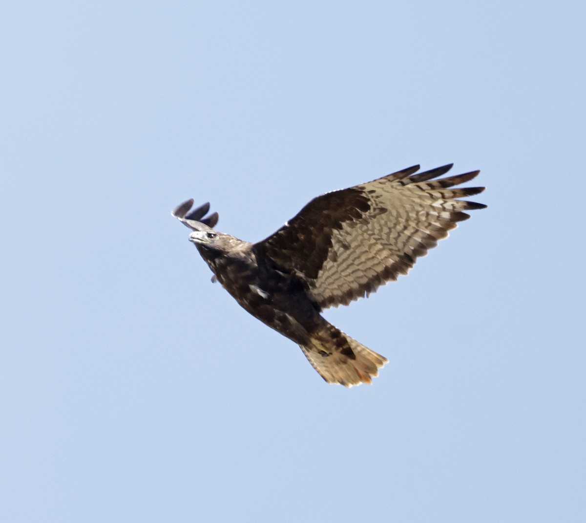 Red-tailed Hawk (calurus/alascensis) - ML643111417