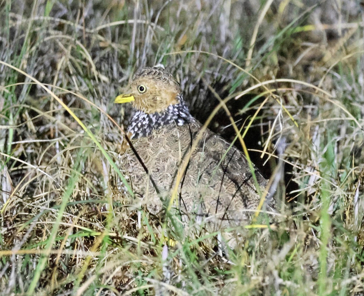 Plains-wanderer - ML643111420