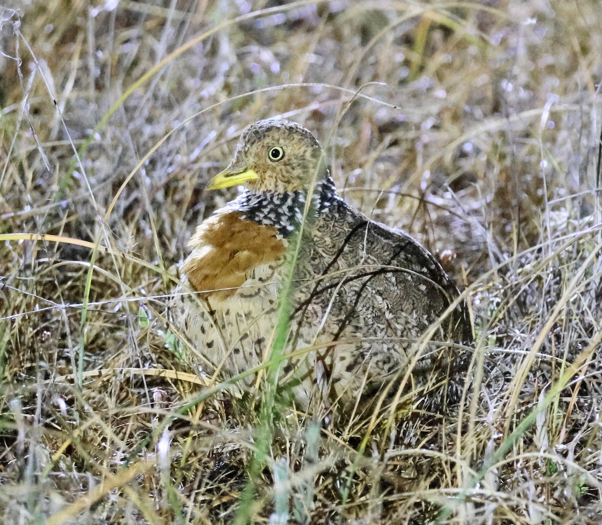 Plains-wanderer - ML643111427