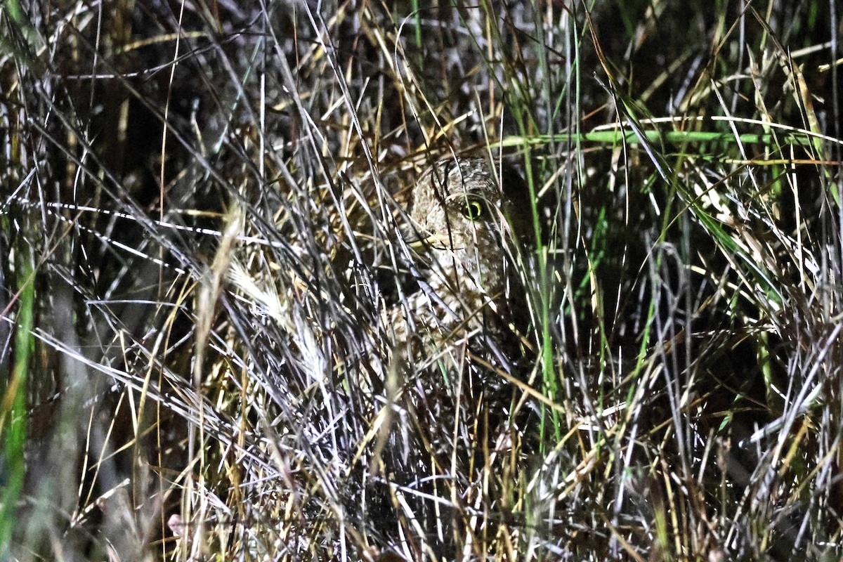 Plains-wanderer - ML643111432