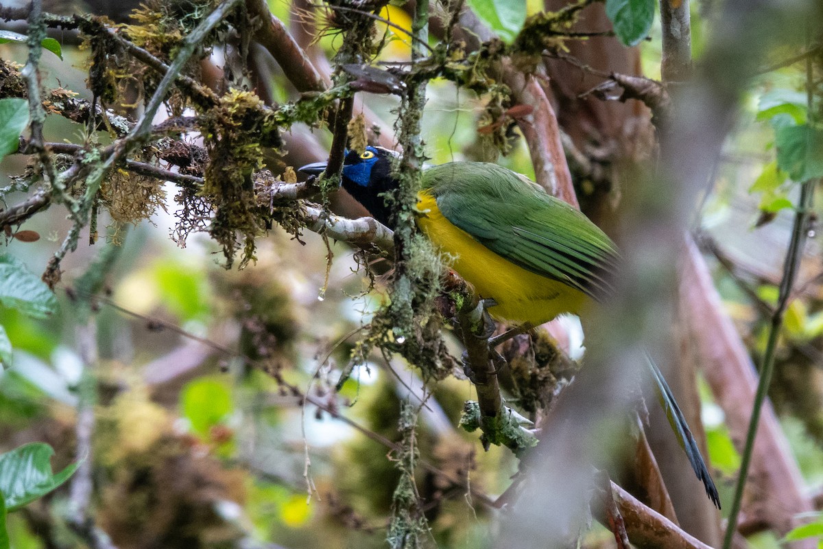 Green Jay (Inca) - ML643111452