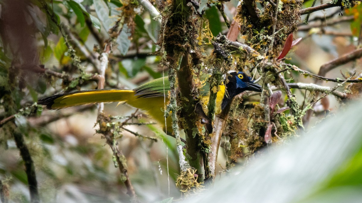 Green Jay (Inca) - ML643111453