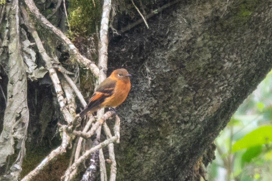 Cinnamon Flycatcher - ML643111454