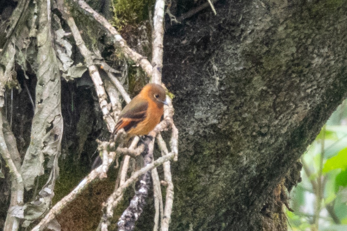 Cinnamon Flycatcher - ML643111455