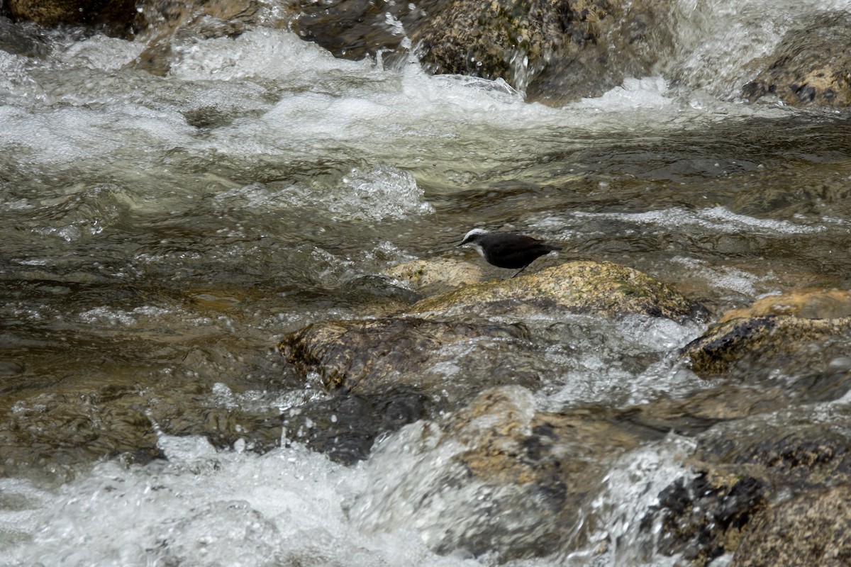 White-capped Dipper - ML643111457
