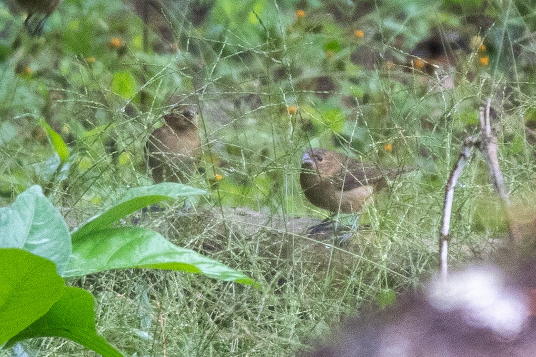 Yellow-bellied Seedeater - ML643111471