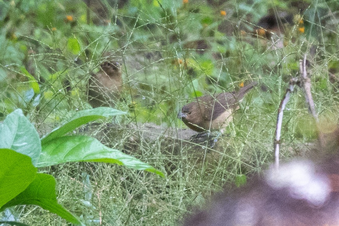 Yellow-bellied Seedeater - ML643111472
