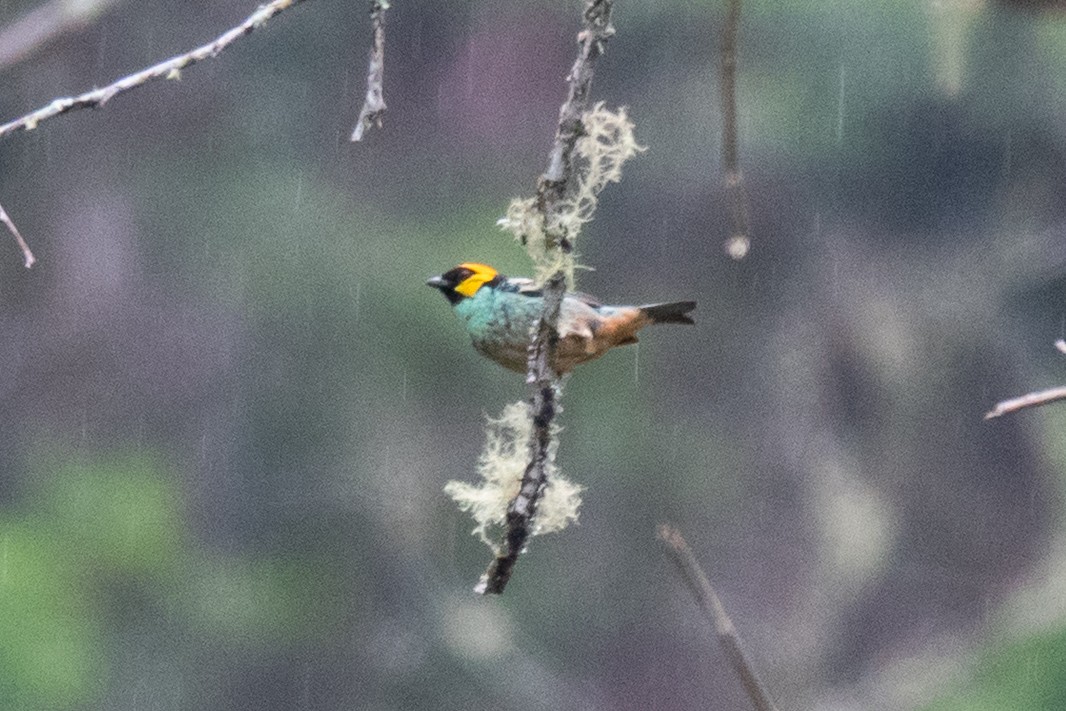 Saffron-crowned Tanager - ML643111473