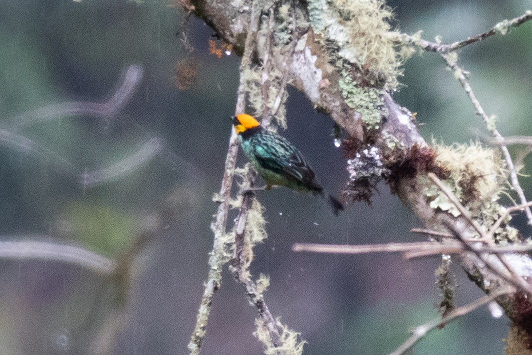 Saffron-crowned Tanager - ML643111474