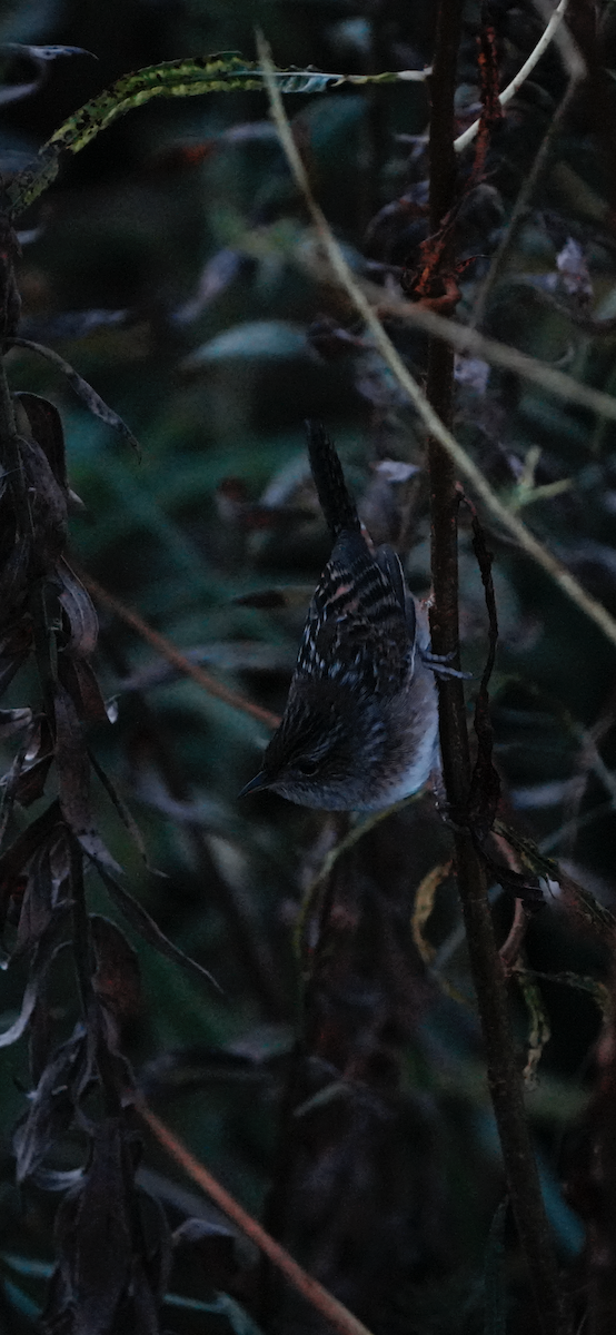 Sedge Wren - ML643111479