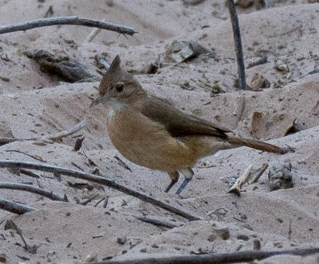 Crested Hornero - ML643111484