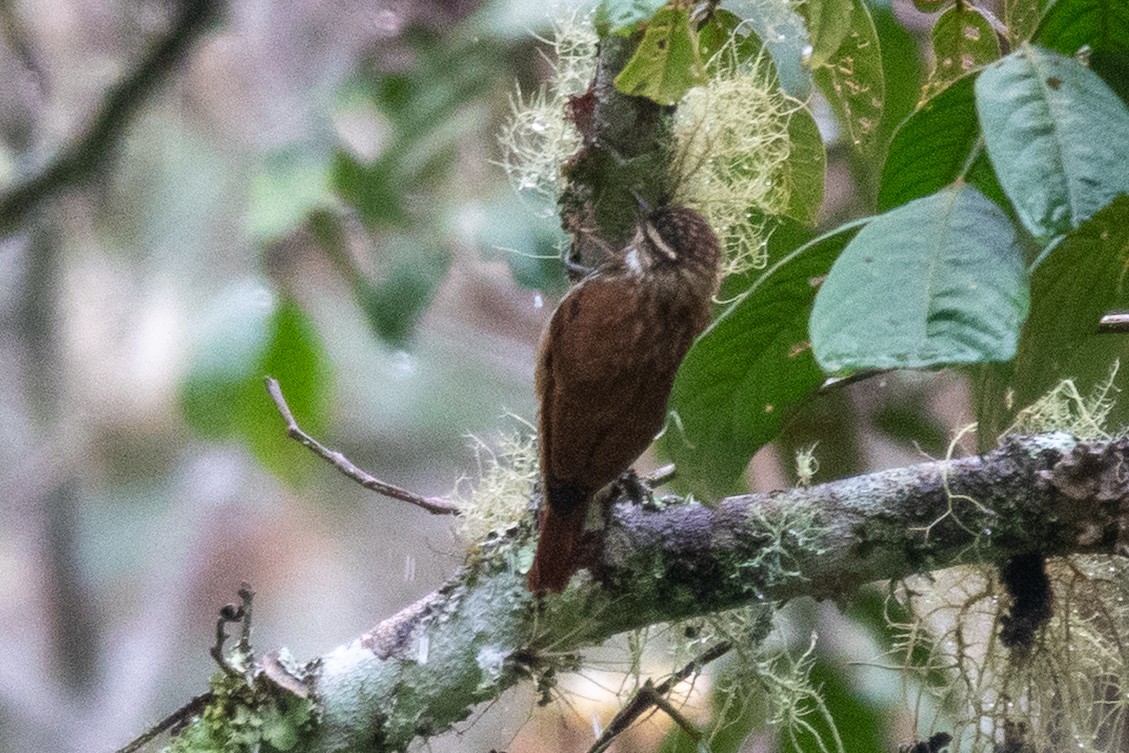 Streaked Xenops - ML643111487