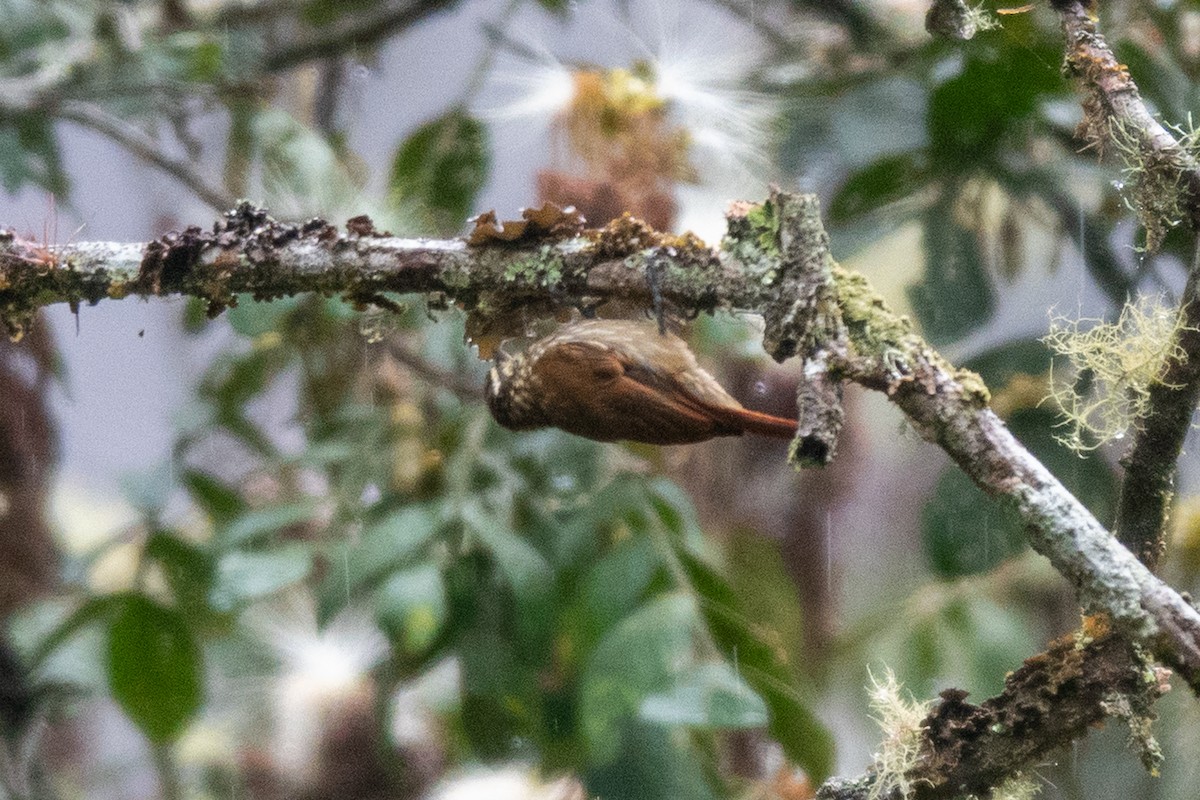 Streaked Xenops - ML643111488