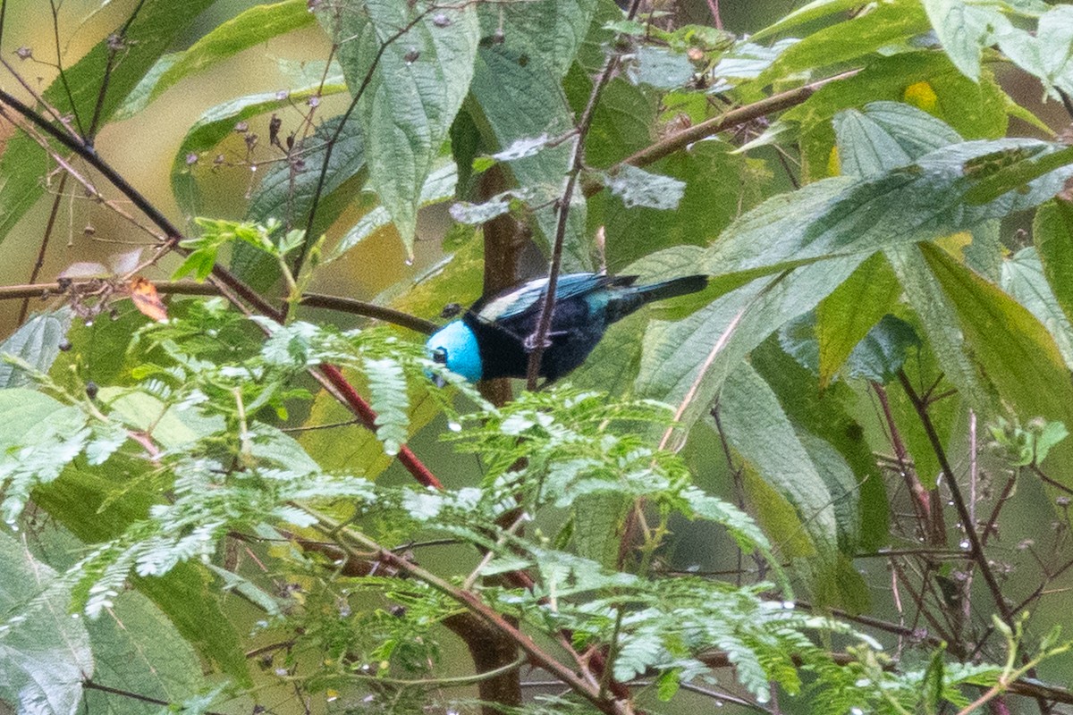 Blue-necked Tanager - ML643111490