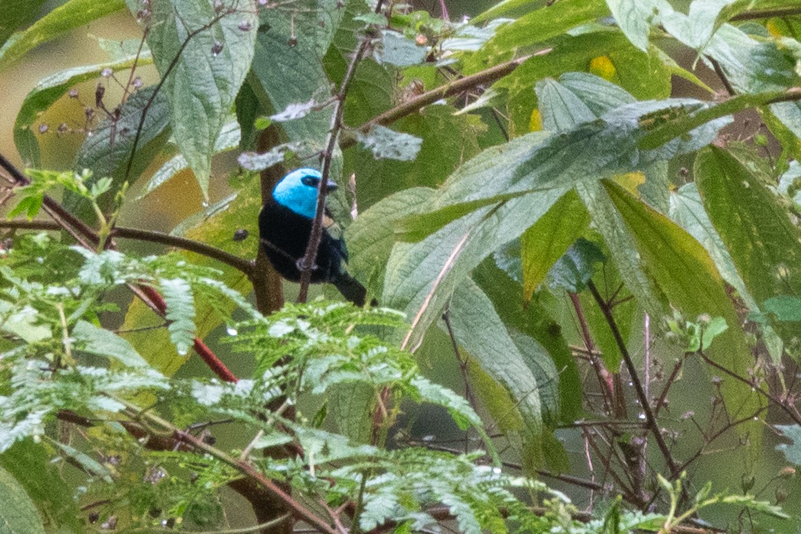Blue-necked Tanager - ML643111491