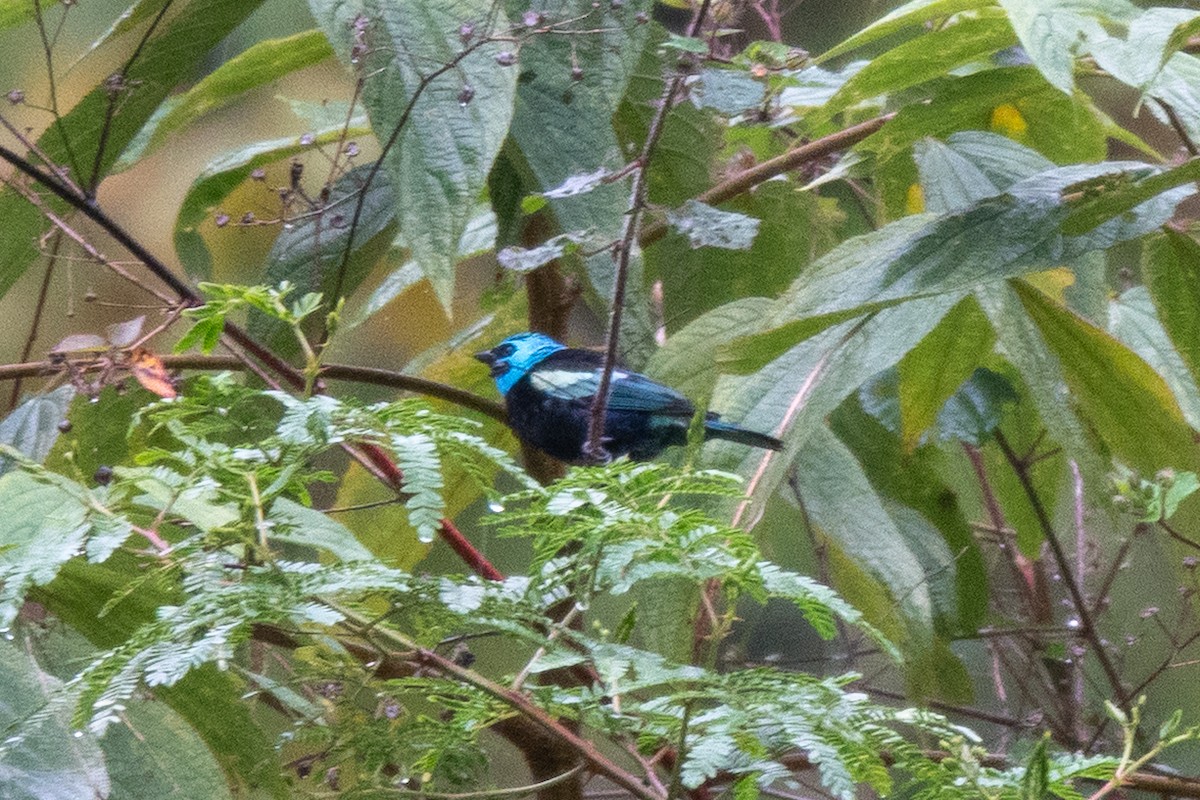 Blue-necked Tanager - ML643111492
