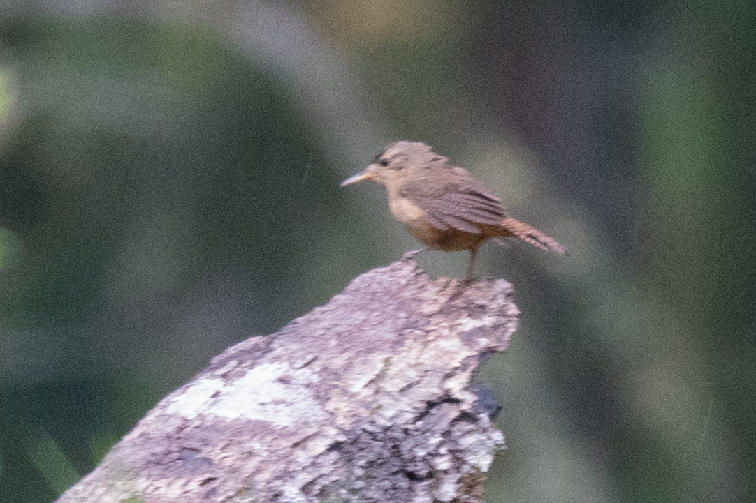 Southern House Wren - ML643111499