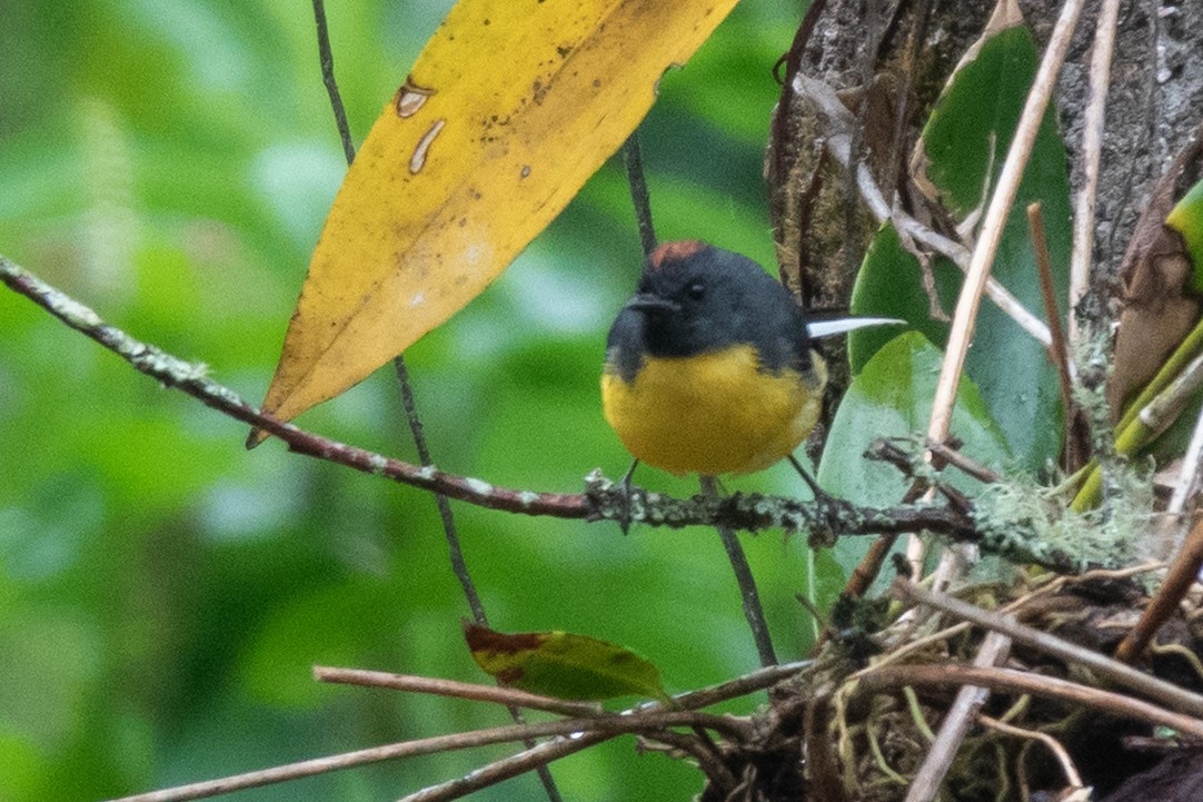 Slate-throated Redstart - ML643111502