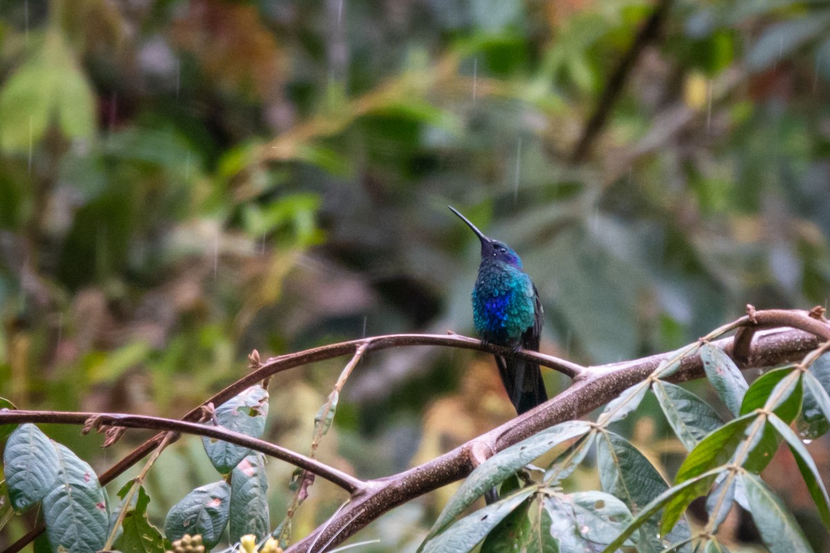 Sparkling Violetear - ML643111504